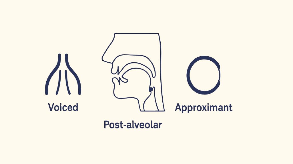 Side-view illustration of tongue position and airflow during the American /r/ sound, showing voiced post-alveolar approximant articulation.